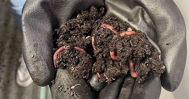 Les vers de terre recyclent les déchets organiques en lombricompost qui sera ensuite filtré pour faire des produits biostimulants. Crédit:&nbsp;Veragrow