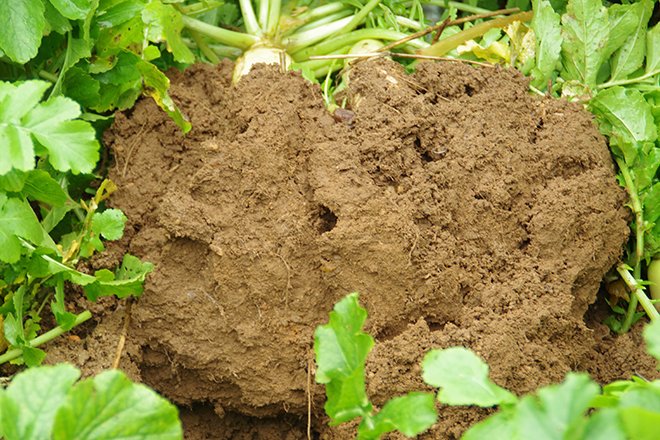 Pour qu’il soit le plus utile au sol, un couvert végétal doit afficher un rapport C/N le plus faible possible, proche de celui de la matière organique. Crédit photo : Pixel6TM