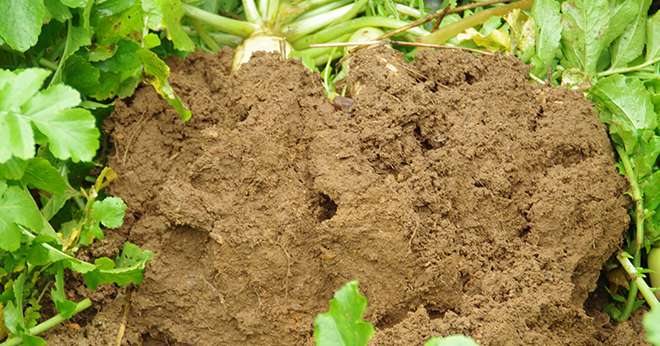 Pour qu’il soit le plus utile au sol, un couvert végétal doit afficher un rapport C/N le plus faible possible, proche de celui de la matière organique. Crédit photo : Pixel6TM