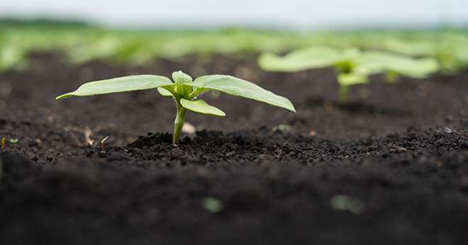 Alerte aux pucerons vert sur tournesol. Crédit: zorgens/Adobe Stock