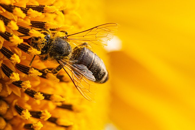Le réseau Biodiversité pour les abeilles tire la sonnette d’alarme. Crédit:&nbsp;maykal/Adobe Stock