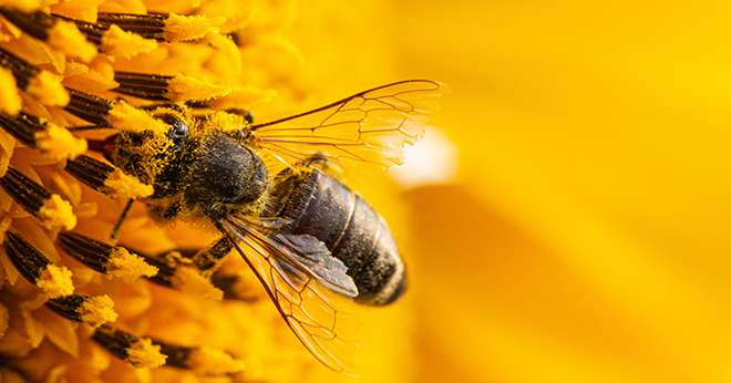 Le réseau Biodiversité pour les abeilles tire la sonnette d’alarme. Crédit:&nbsp;maykal/Adobe Stock