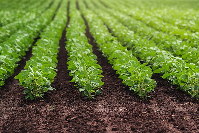 Bien soigner le semis pour réussir la culture du soja. Crédit:&nbsp;Bits and Splits/Adobe Stock