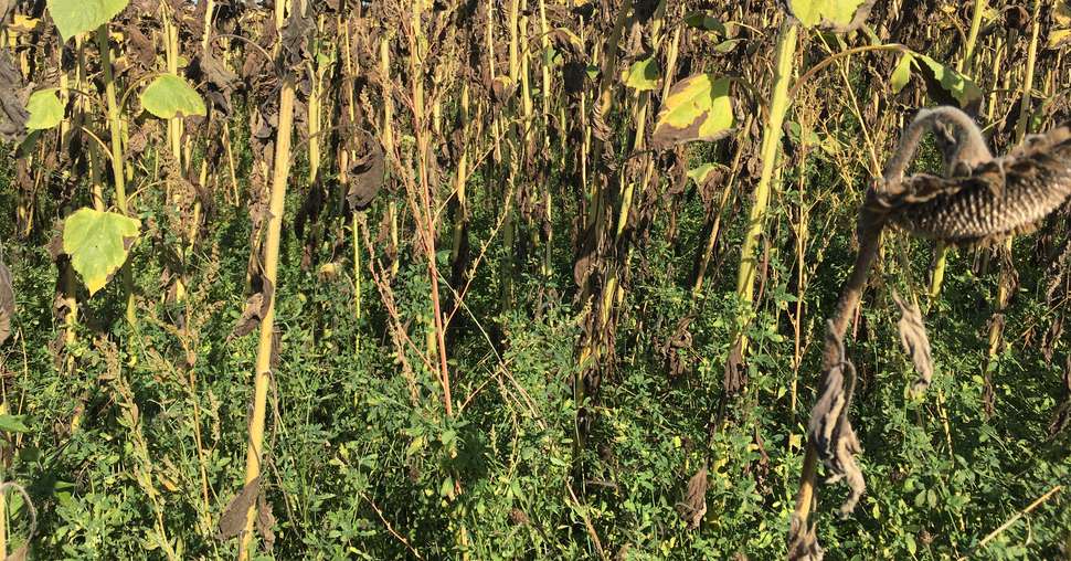 Le plus souvent, tournesol et luzerne sont semés le même jour en un seul ou deux passages. Crédit photo : M. Lecourtier/Média&amp;Agriculture