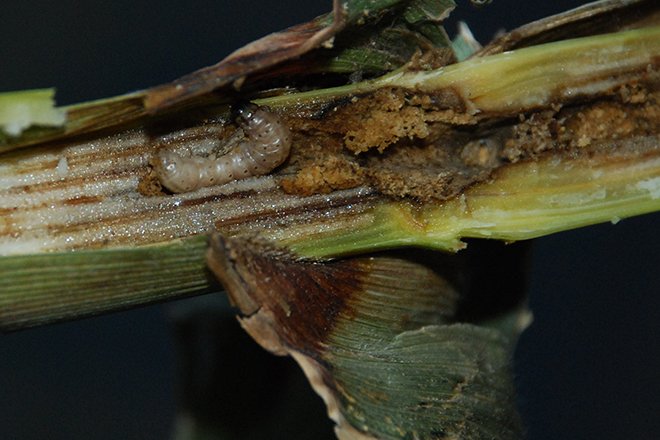 La bonne gestion des résidus des cannes de maïs permet de limiter les populations larvaires de pyrales. Pixel6TM&nbsp;