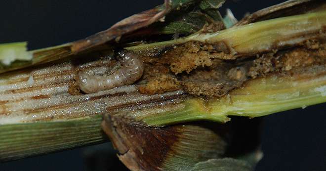 La bonne gestion des résidus des cannes de maïs permet de limiter les populations larvaires de pyrales. Pixel6TM&nbsp;