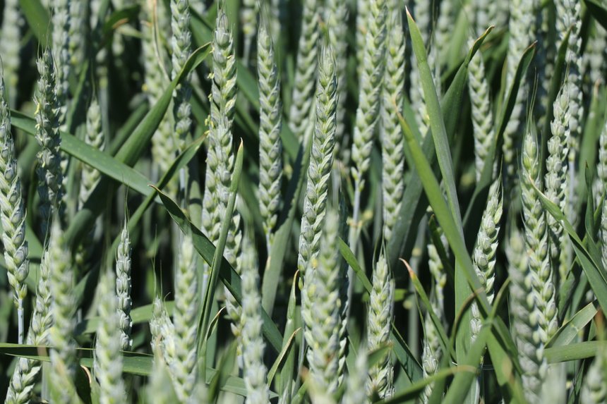 SU Hyreal fait partie de la dernière génération de blé hybride sur laquelle Saaten-Union mise pour relancer la culture de blé hybride en France. Crédit photo : Saaten-Union Union