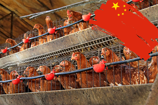 353 millions de tonnes de céréales sont nécessaires à l'alimentation des élevages de volailles en Chine. Crédit:&nbsp;YuanGeng-Olesia/Adobe Stock