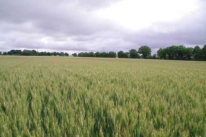 Lors de la récolte 2021, les mélanges intraspécifiques de blé représentaient 17% des surfaces de la culture en France. Crédit photo :&nbsp;Pixel6TM