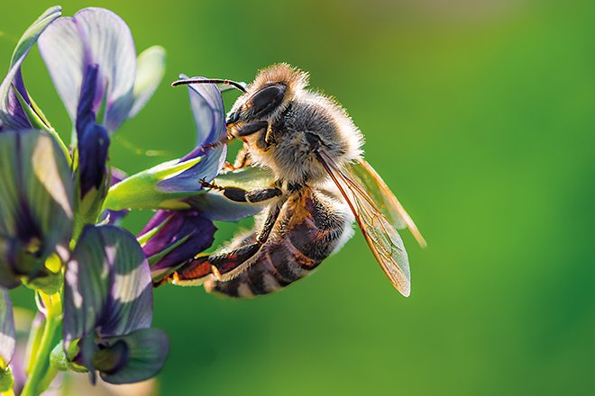 Pour une seule espèce d’abeille domestique, il existe 1.000 espèces d’abeilles sauvages. Crédit: Martin/Adobe Stock
