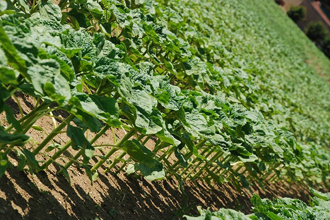 Un peuplement optimal en tournesol est un facteur clé pour assurer le rendement et la qualité de la récolte. Crédit: Pixel6tm