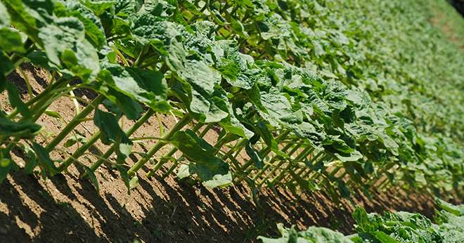 Un peuplement optimal en tournesol est un facteur clé pour assurer le rendement et la qualité de la récolte. Crédit: Pixel6tm
