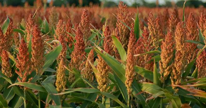 Healthy growing crop of sorghum near San Antonio, Texas