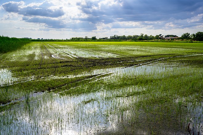 98% de la production de riz en France est cultivée en Camargue. Crédit: Paul/Adobe Stock