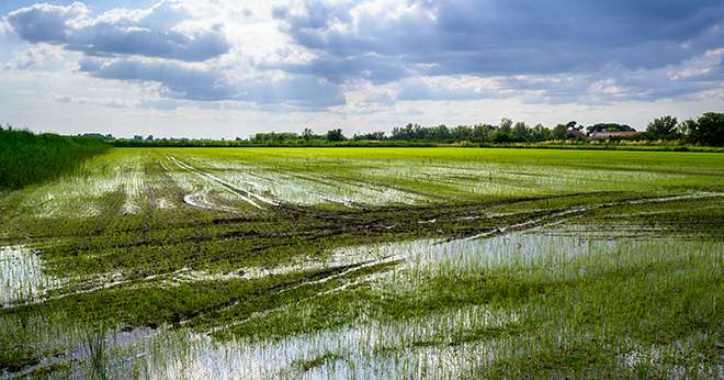 98% de la production de riz en France est cultivée en Camargue. Crédit: Paul/Adobe Stock