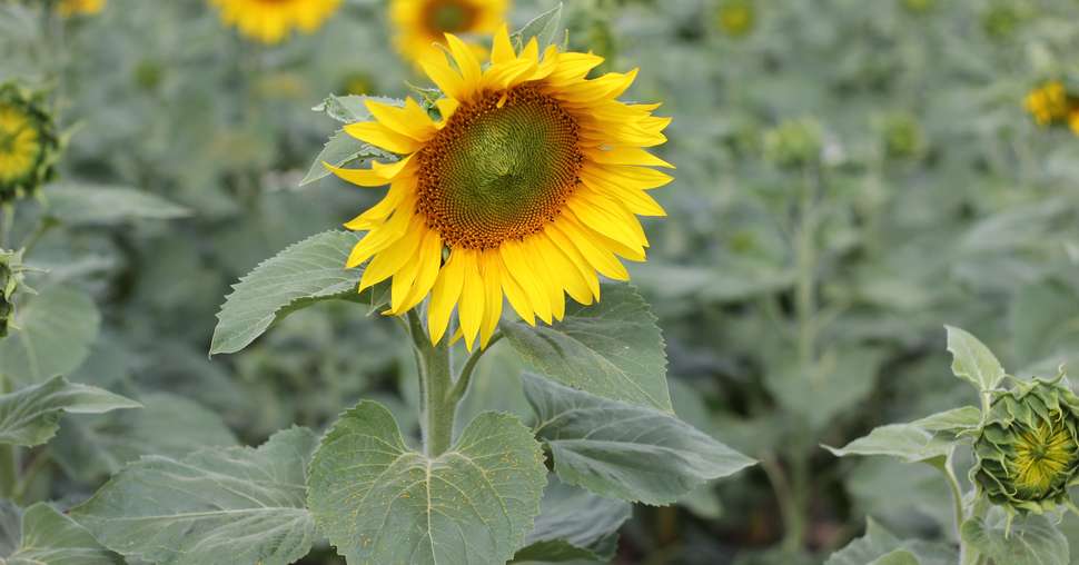 La réussite sur tournesol passe, entre autres, par la régulation des dégâts d’oiseaux et une bonne gestion du désherbage. Crédit photo : Julie Sandri.