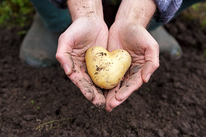 La pomme de terre a toute sa place dans la rotation, d’un point de vue économique et environnemental. Crédit:&nbsp;juefraphoto/Adobe Stock