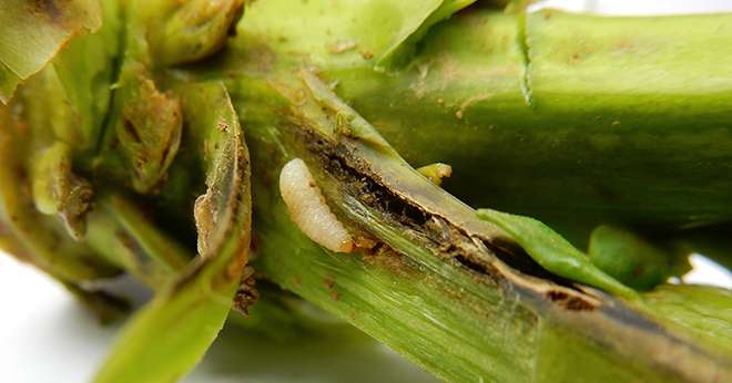 Les tersilochus sont capables de pondre leurs œufs dans les larves de grosse altise à travers la tige de colza. Crédit : happyculteur/Adobe Stock