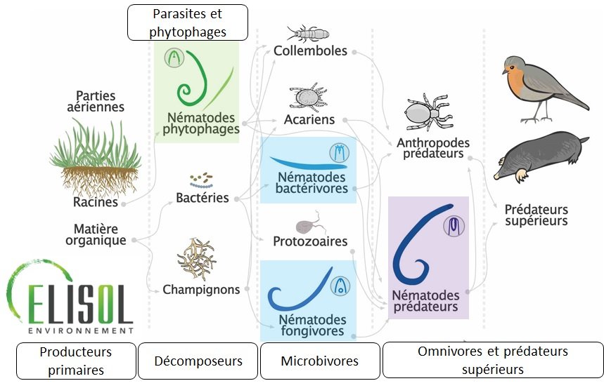 L'analyse de la nématofaune prend en compte l'abondance et la diversité des nématodes (bactérivores, fongivores, prédateurs, phytophages). Chaque groupe fonctionnel joue un rôle essentiel dans le fonctionnement biologique des sols et la régulation des mic