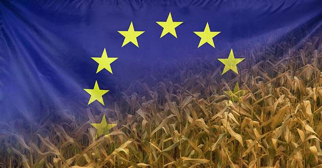 Europe Nutrition Concept Corn field with fabric Flag