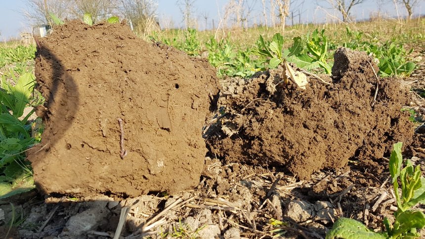 Le compostage de surface, comme l’un des principaux piliers de l’agriculture régénérative, participe à améliorer rapidement la structure du sol. Crédit photo : Ulrich Schreier