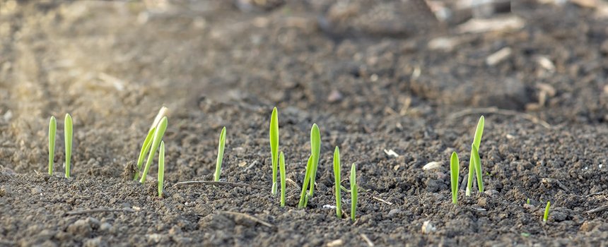 La date de semis de l’orge de printemps ou d’hiver impacte leur rendement et leur qualité. Credit malshak_off/Adobestock