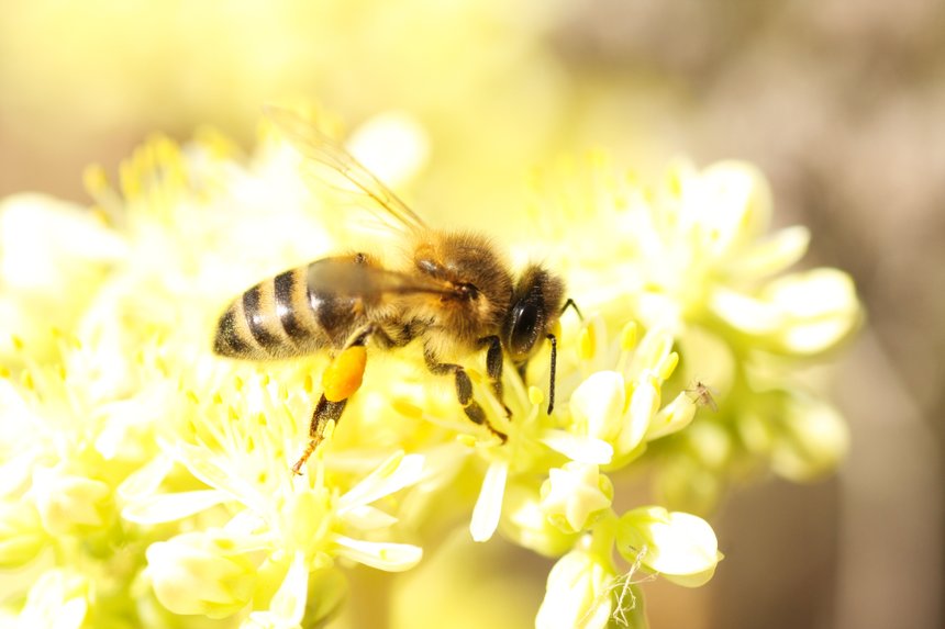 Un_plan_pour_la_protection_des_abeilles_et_insectes_pollinisateurs. ©celinestock_adobe.jpeg