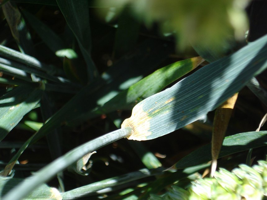 Principale maladie préjudiciable sur blé, la septoriose peut être combattue avec du soufre. ©Pixel6TM
