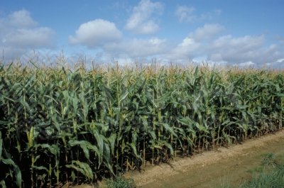 Bien qu’elle ait pris du retard, la récolte de maïs devrait toucher à sa fin ces prochaines semaines, selon FranceAgriMer.