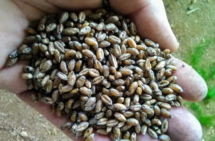 Semences de blé enrobées avec un mélange TCO - engrais organique broyé. Crédit photo : Agroleague