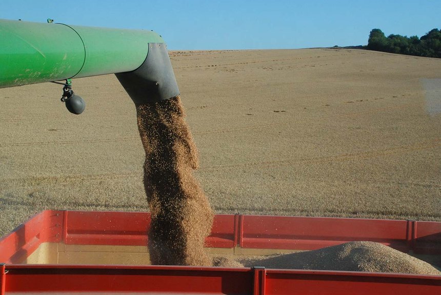 Si les craintes étaient grandes, la récolte de blé s’avère toutefois de qualité respectable. Photo : Pixel6TM