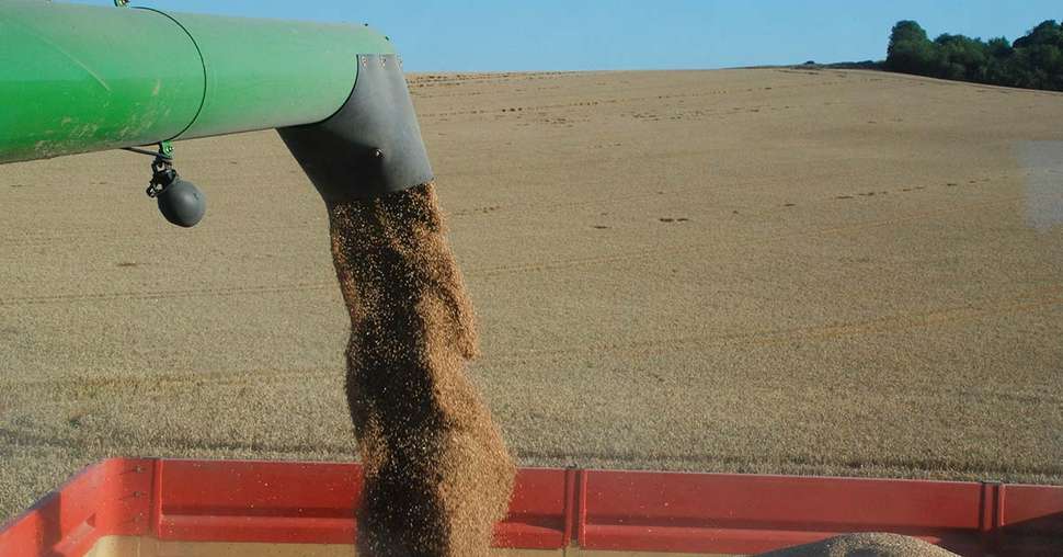 Si les craintes étaient grandes, la récolte de blé s’avère toutefois de qualité respectable. Photo : Pixel6TM