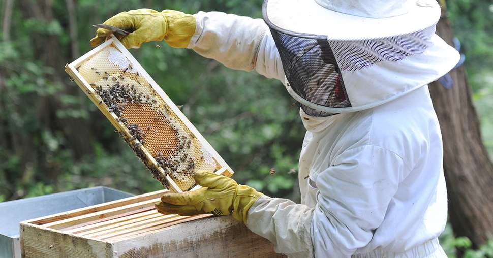 Une année catastrophique pour les apiculteurs, le colza à la rescousse. Photo : AUFORT Jérome 