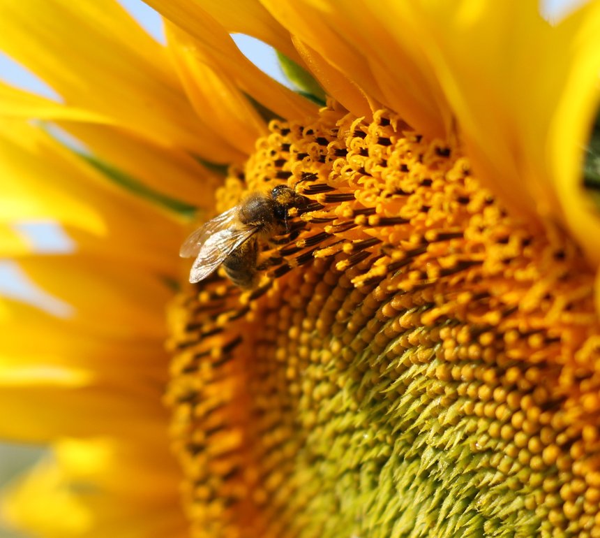 L'abeille, l'insecte pollinisateur indispensable à la vie