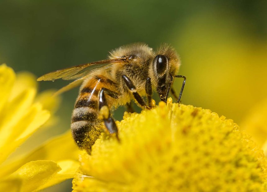 Le Gouvernement souhaite accélérer la mise en place d’actions pour lutter contre le déclin des insectes pollinisateurs. Photo : jbosvert 