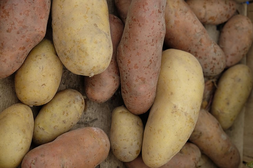 Avec 2,1 millions de tonnes exportées (frais + plants), la France est le premier exportateur mondial de pommes de terre. Photo : monregard 