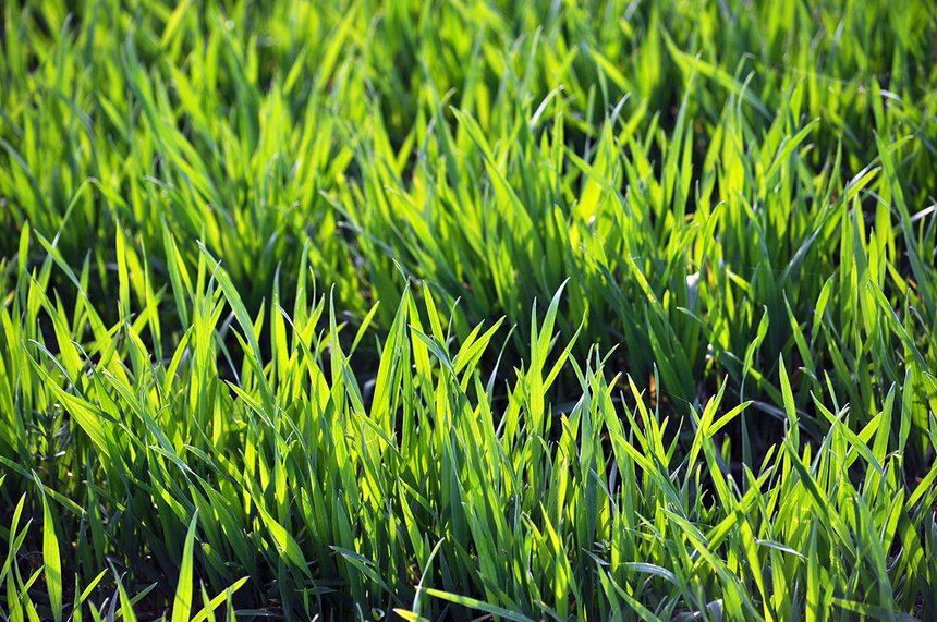 Des nouvelles variétés de blés hybrides adaptées au contexte pédoclimatique du nord de la France devraient être candidates à l’inscription au CTPS dès l’automne prochain a annoncé la firme Syngenta France. Photo : orestligetka 