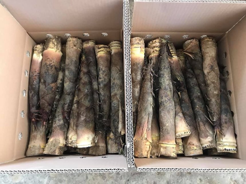 Les pousses de bambou sont récoltées manuellement et répondre à différents débouchés au sein de l’alimentation, de la cosmétique ou de produits pharmaceutiques. Crédit photo : OnlyMoso