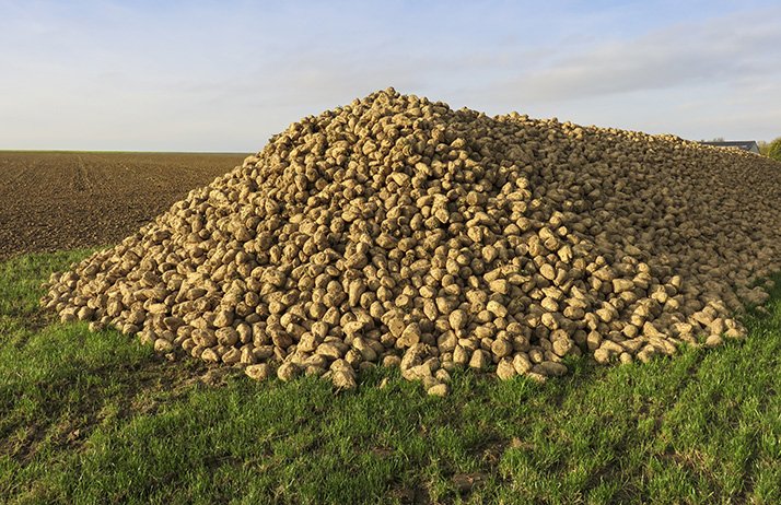 Indemnisations des producteurs de betteraves impactés par la jaunisse. ©Rayman7/Adobe Stock