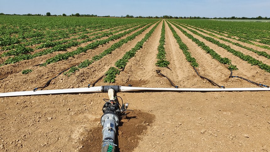Les producteurs de pommes de terre s’intéressent de plus en plus à la micro-irrigation. Photo : Netafim