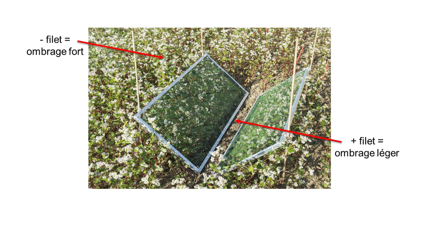 Agroscope a mené des essais pour vérifier si l’ombrage créé par le couvert végétal est la seule explication au moindre développement des adventices. Photo : Agroscope
