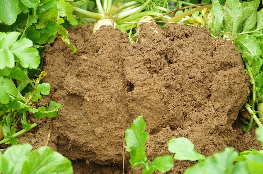 Le type de sol est un des facteur essentiel influençant la capacité du sol à stocker du carbone. Photo : Pixel6TM