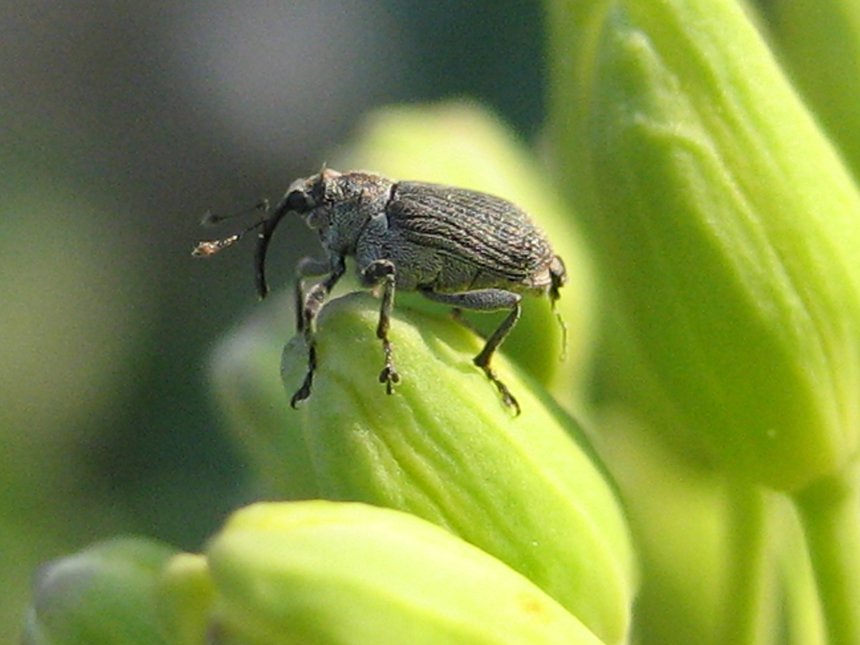 Des analyses moléculaires sont effectuées tous les ans pour identifier les mutations conférant aux coléoptères une résistance aux pyréthrinoïdes. Ce qui permet aussi d’en voir l’évolution.