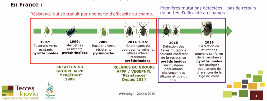 Quasiment tous les coléoptères ravageurs du colza présentent des populations résistantes aux pyréthrinoïdes. Crédit photo : Terres Inovia