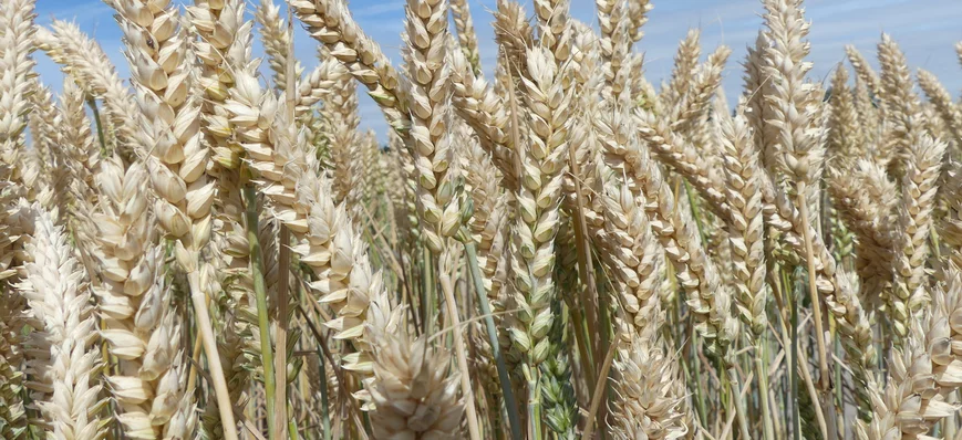 Saaten Union présente deux blés hybrides « nouvell