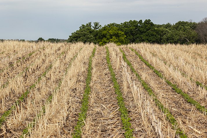 Exploiter et optimiser le potentiel des sols agricoles à séquestrer le carbone. © Bmargaret/Adobe Stock
