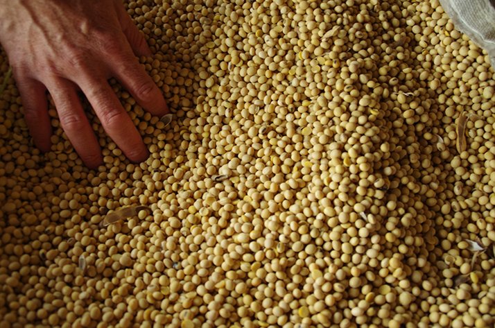 La production française de soja couvre près de 40% de la consommation nationale. © Pixel6TM