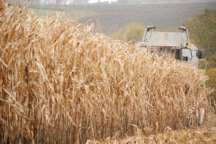 La collecte nationale de maïs grains en 2020 affiche 13,6 millions de tonnes. © Pixel6TM