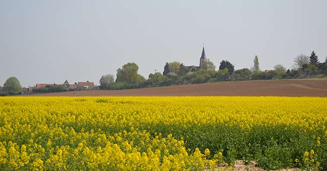 Il est possible de « rattraper » un manque de soufre sur colza jusqu’à floraison. © Pixel6TM