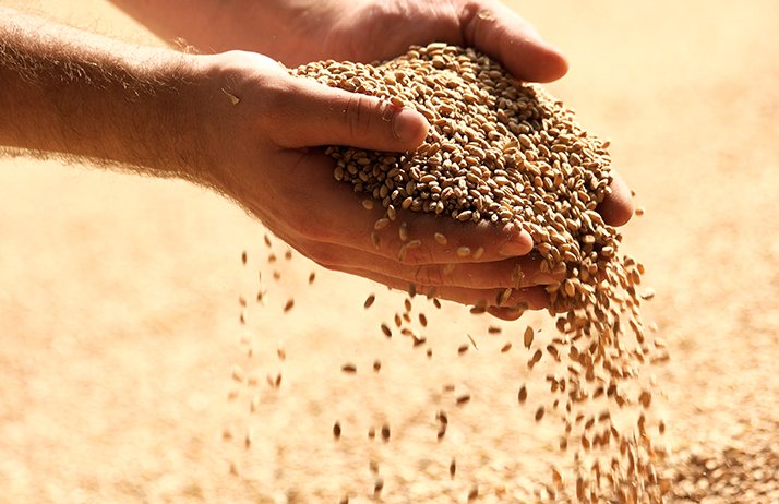La qualité des blés devrait satisfaire les utilisateurs. ©&nbsp;DenisProduction.com/Adobe Stock